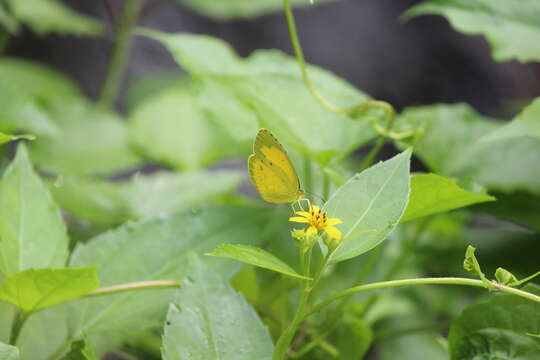 Imagem de Wollastonia biflora (L.) DC.