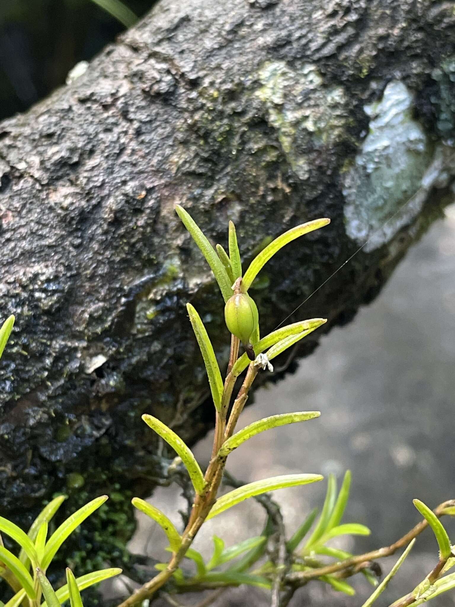 Image of redblotch tufted orchid