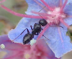 Image de Camponotus werthi Forel 1908