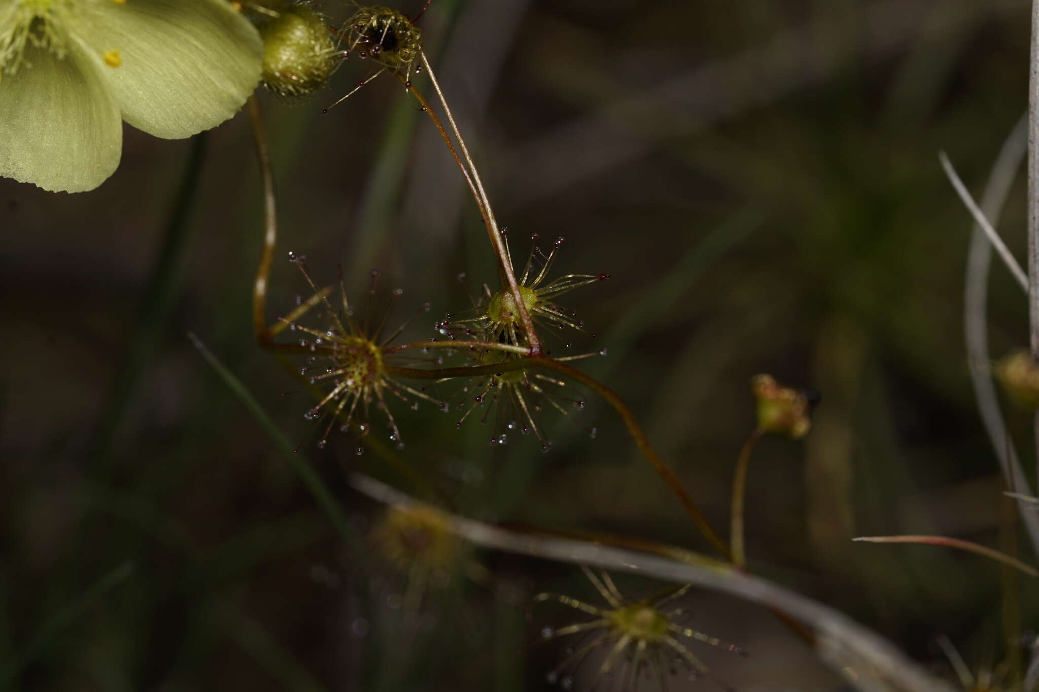 Image of Drosera intricata Planch.