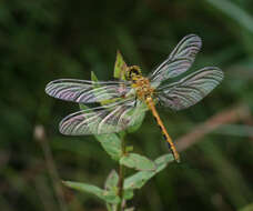 Image of Sympetrum parvulum (Bartenev 1912)