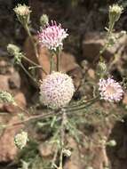 Image of <i>Chaenactis <i>douglasii</i></i> var. douglasii