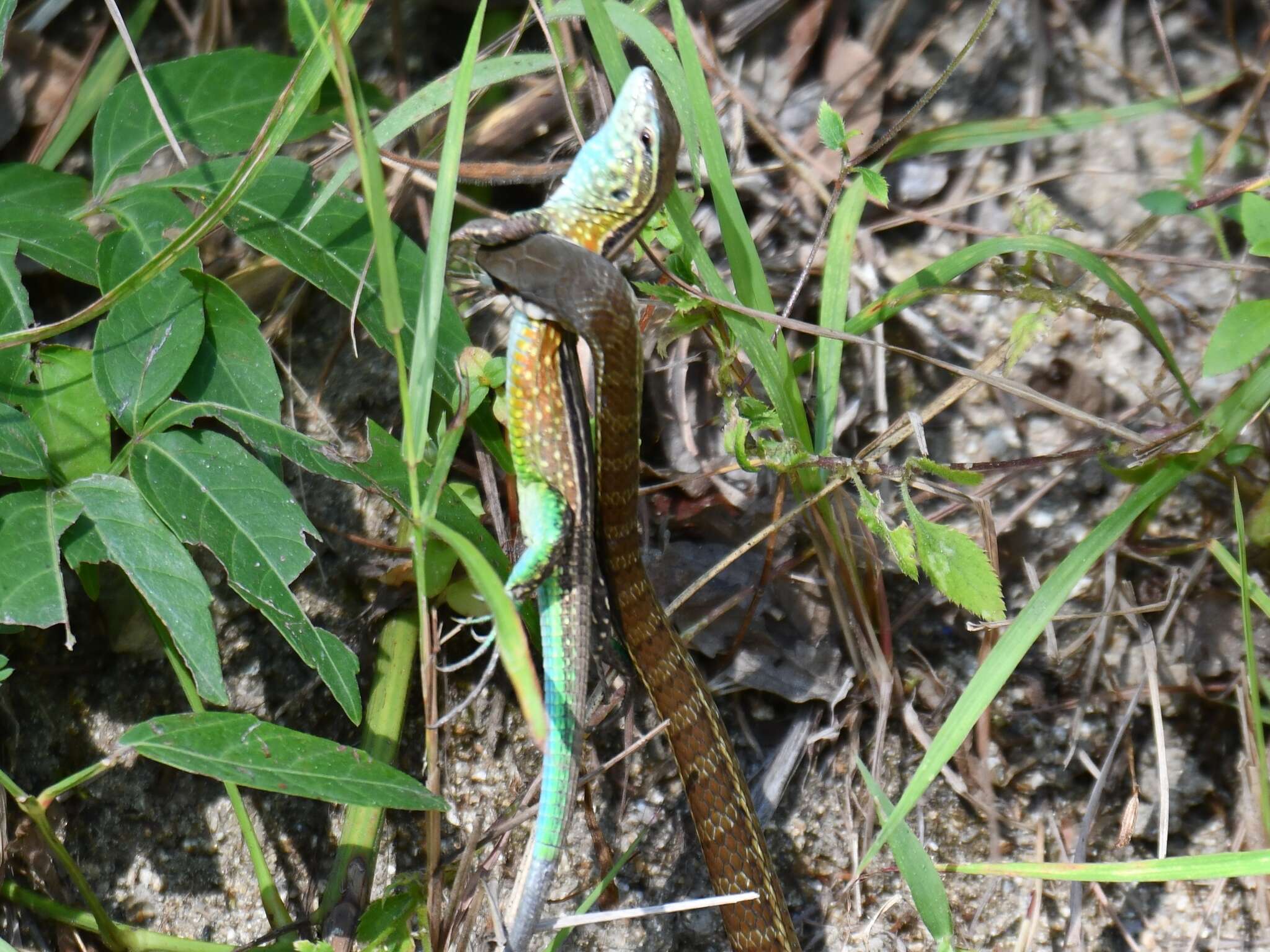 صورة Mastigodryas boddaerti ruthveni (Stuart 1933)