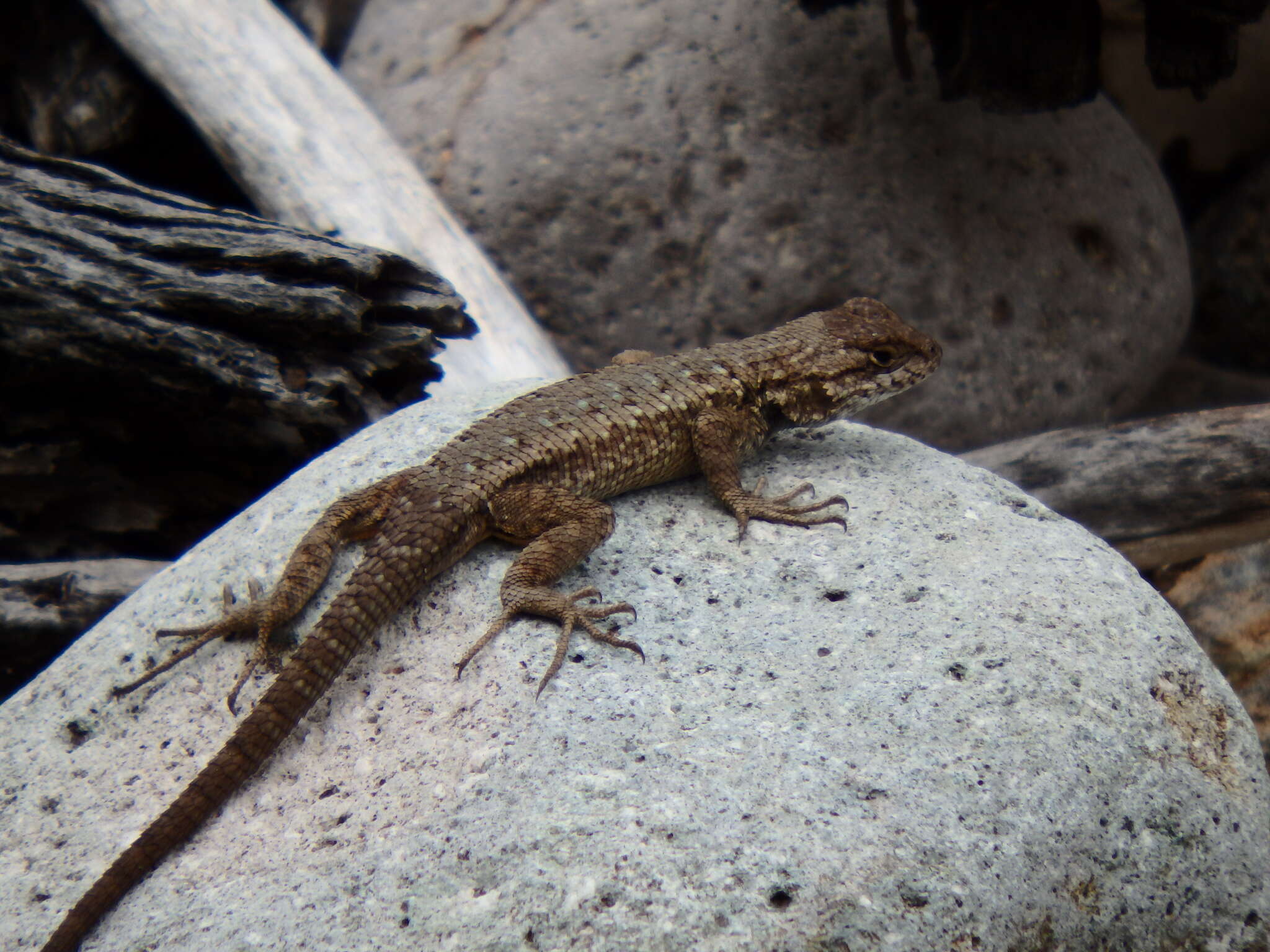 Image of Sceloporus becki Van Denburgh 1905