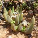 Image of Glottiphyllum fergusoniae L. Bol.