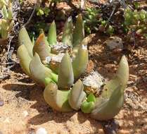 Image of Glottiphyllum fergusoniae L. Bol.