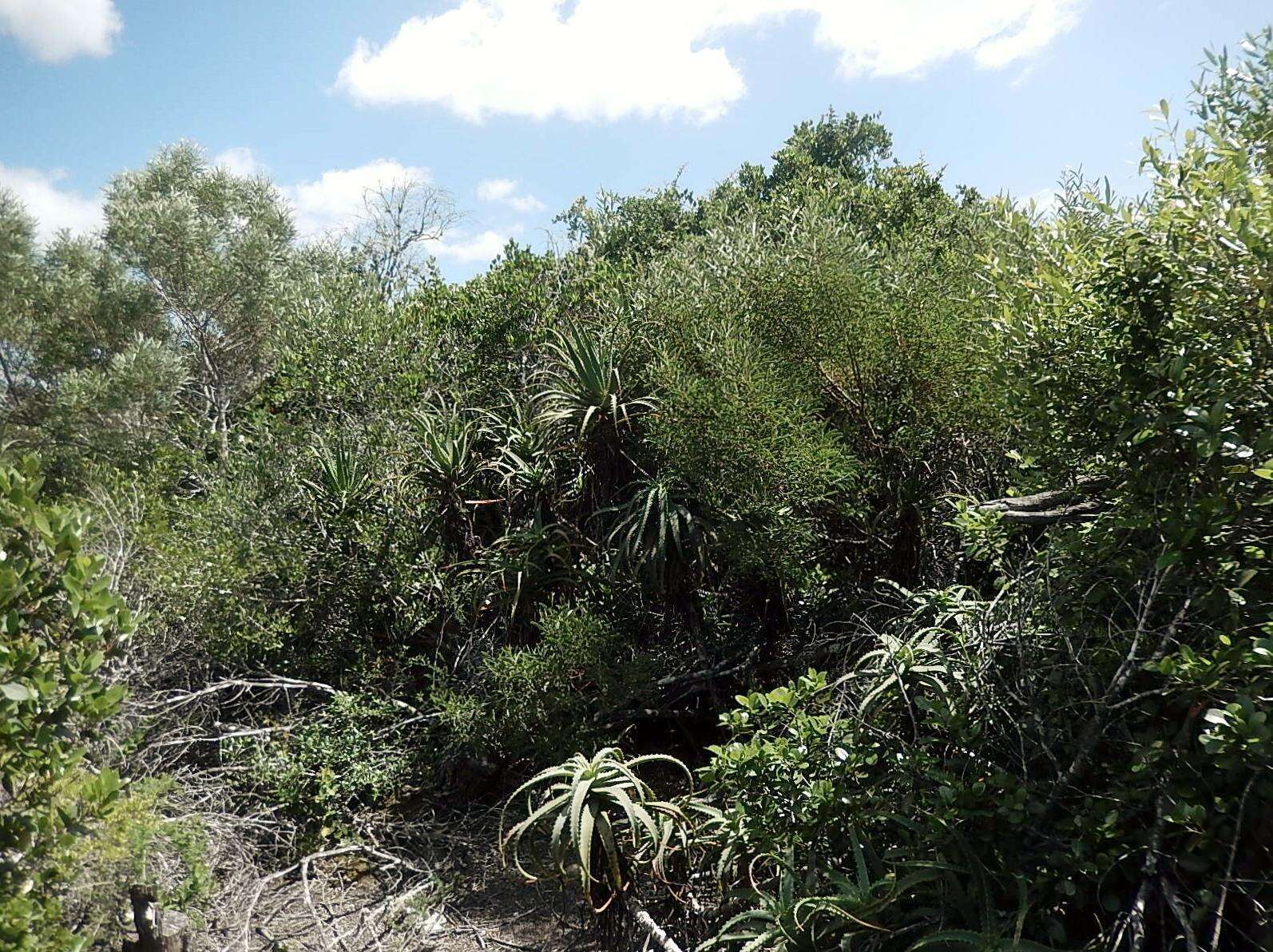 Image of candelabra aloe
