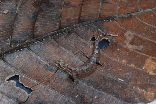 Image of Oriental Scaly-toed  Gecko