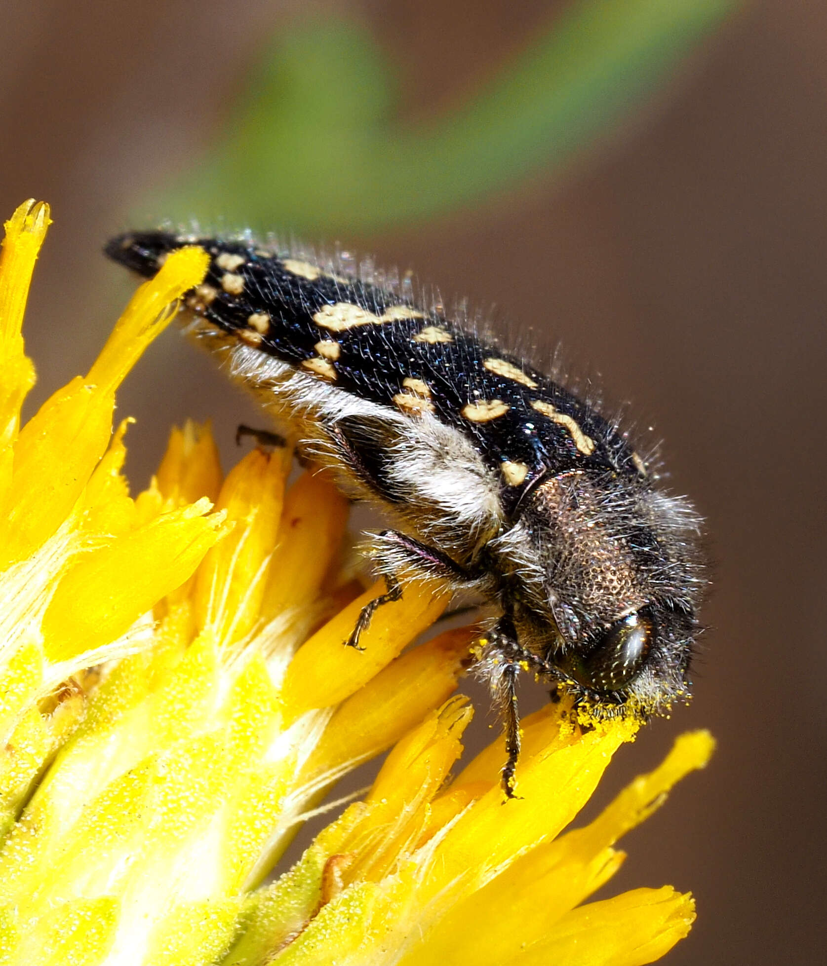 Image of Acmaeodera bacchariphaga Westcott & Verity 1977