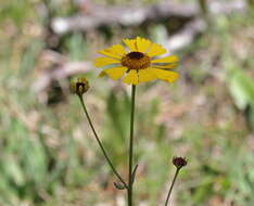 Image of Short-Leaf Sneezeweed