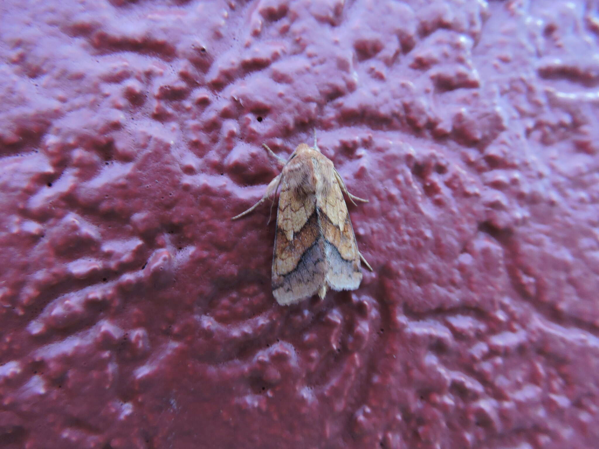 Image of Purple-Lined Sallow