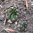 Haworthia mucronata var. mucronata resmi