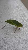 Image of Giant Katydid