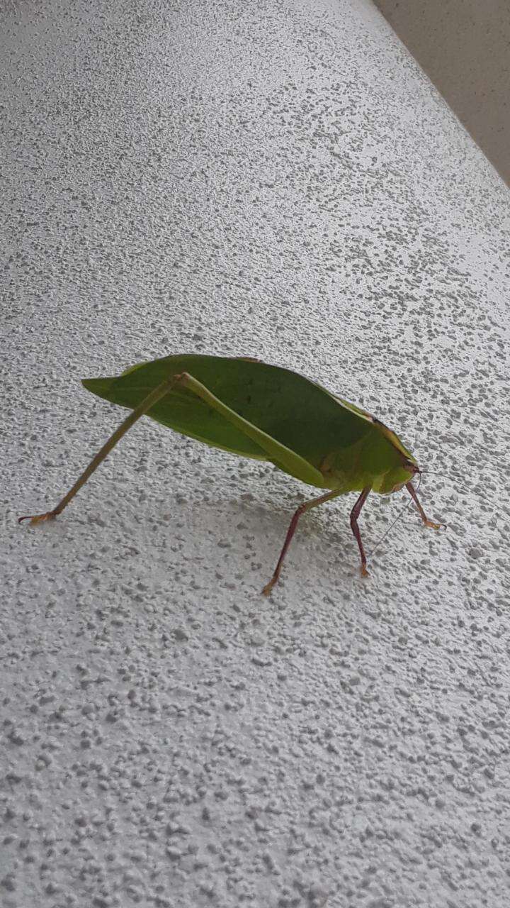 Image of Giant Katydid