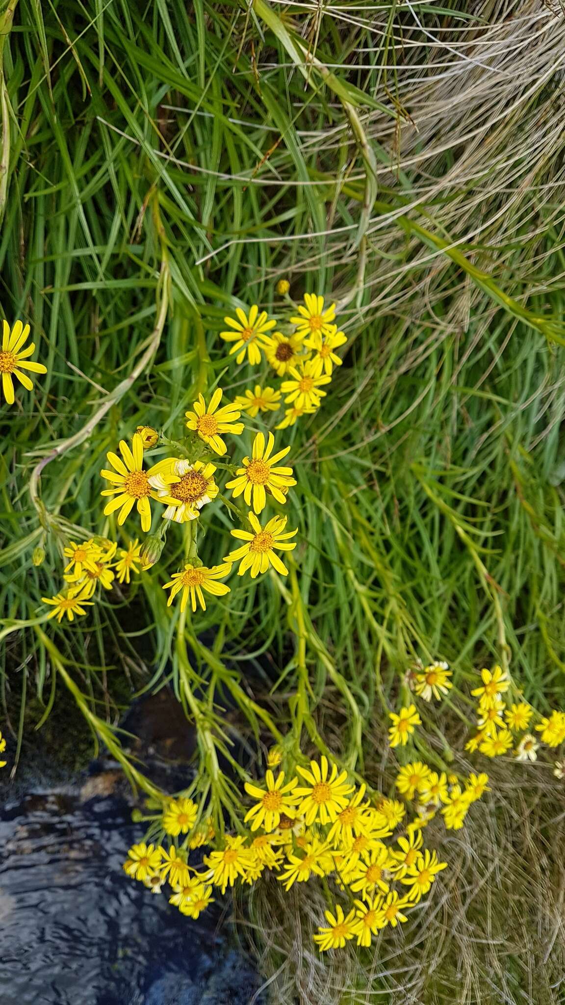 Image of Dolichoglottis lyallii (Hook. fil.) B. Nord.