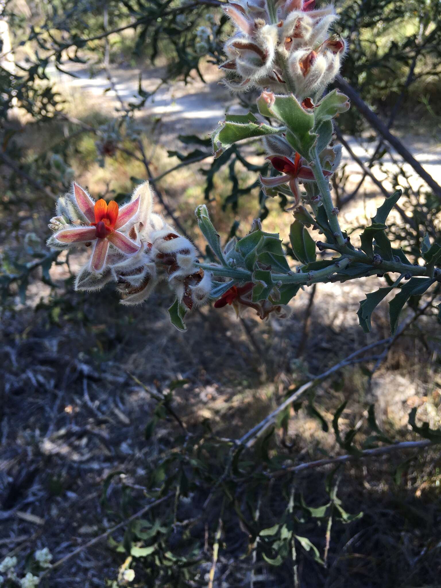 Image of Jacksonia floribunda Endl.