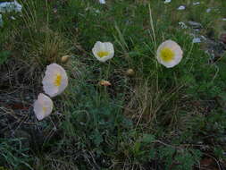 Слика од Papaver pulvinatum subsp. lenaense A. I. Tolmachev