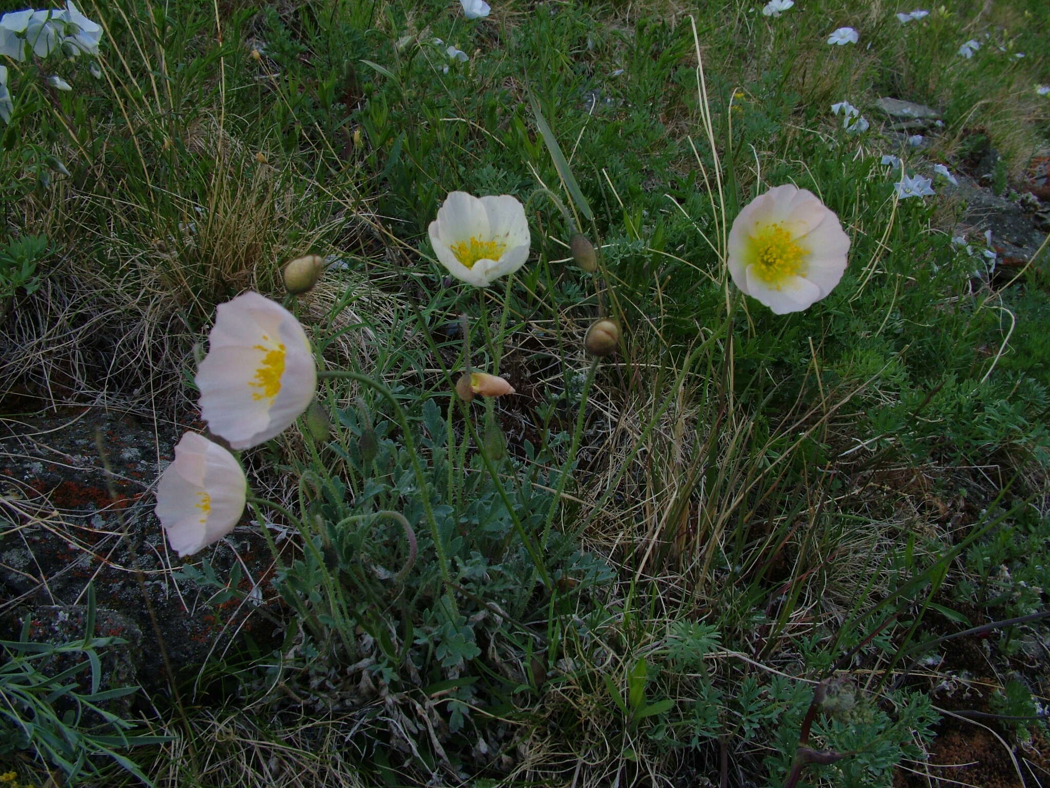 Слика од Papaver pulvinatum subsp. lenaense A. I. Tolmachev