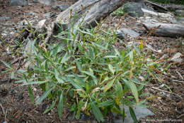 Rumex californicus Rech. fil. resmi