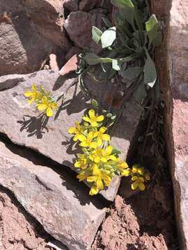 Image of Avery Peak twinpod