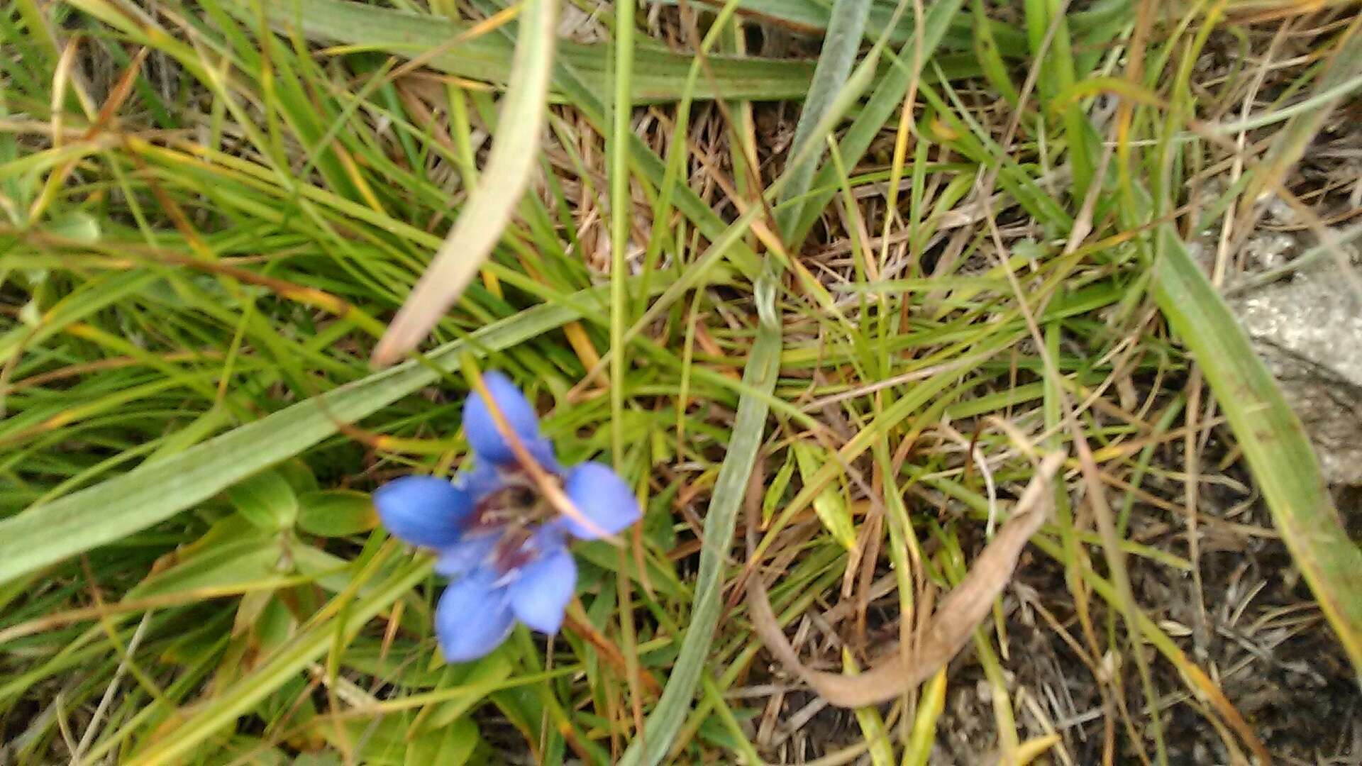 Image of crested gentian