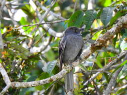 Image of Chestnut-capped Piha