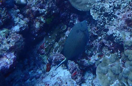 Image of Brown-spotted rabbitfish