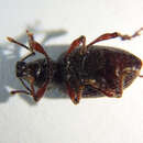 Image of Cribrate Weevil