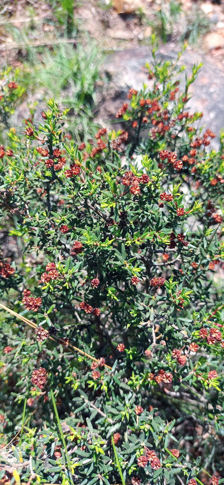 Image of Agathosma foetidissima (Bartl. & Wendl.) Steud.