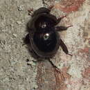 Image of Round Fungus Beetle