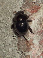 Image of Round Fungus Beetle