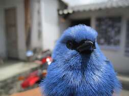 Image of Blue-and-black Tanager