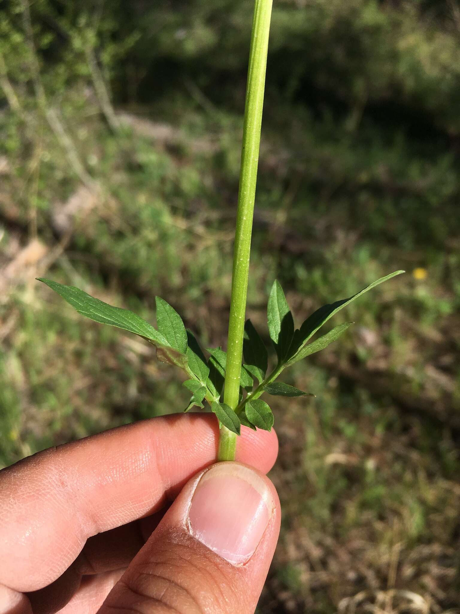 Sivun Valeriana occidentalis A. A. Heller kuva