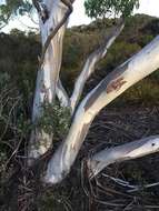 Image de Eucalyptus pauciflora subsp. parvifructa K. Rule