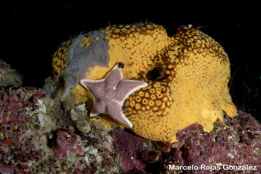 Odontaster penicillatus (Philippi 1870) resmi