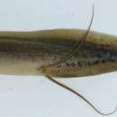 Image of Gilled lungfish