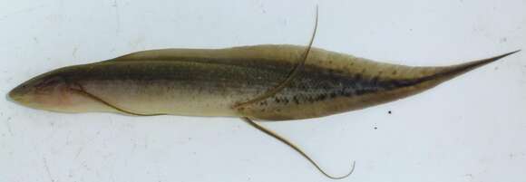 Image of Gilled lungfish