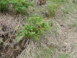 Imagem de Lomatium multifidum (Nutt.) R. P. Mc Neill & Darrach