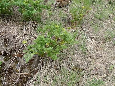 Imagem de Lomatium multifidum (Nutt.) R. P. Mc Neill & Darrach