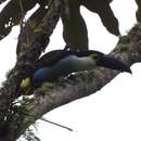 Image of Black-billed Mountain Toucan