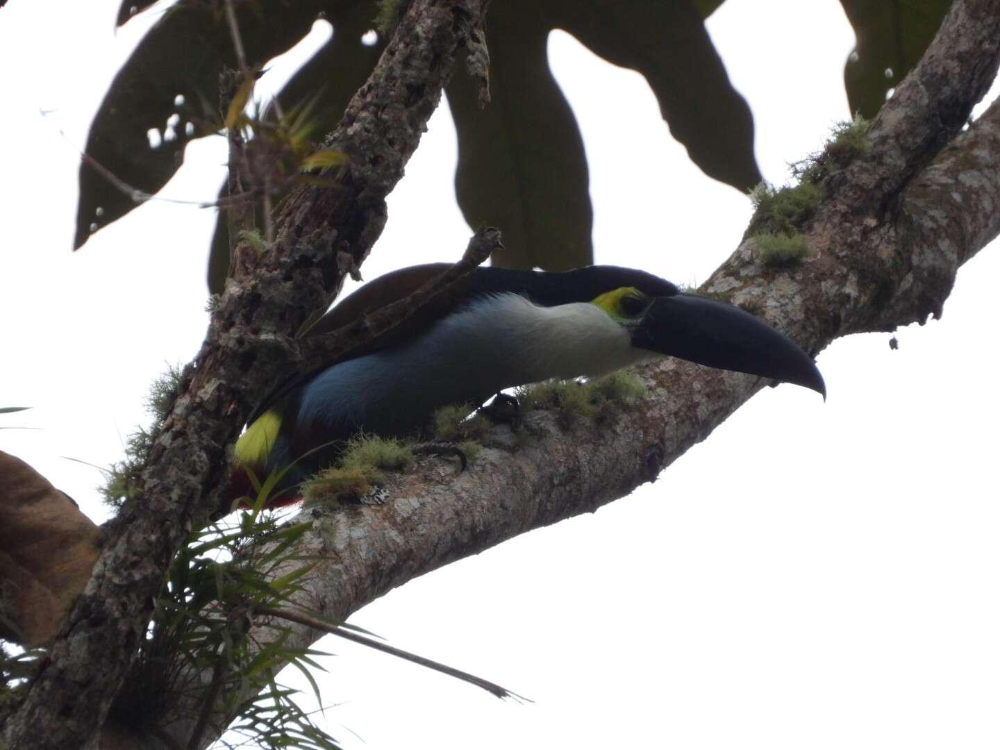 Image of Black-billed Mountain Toucan