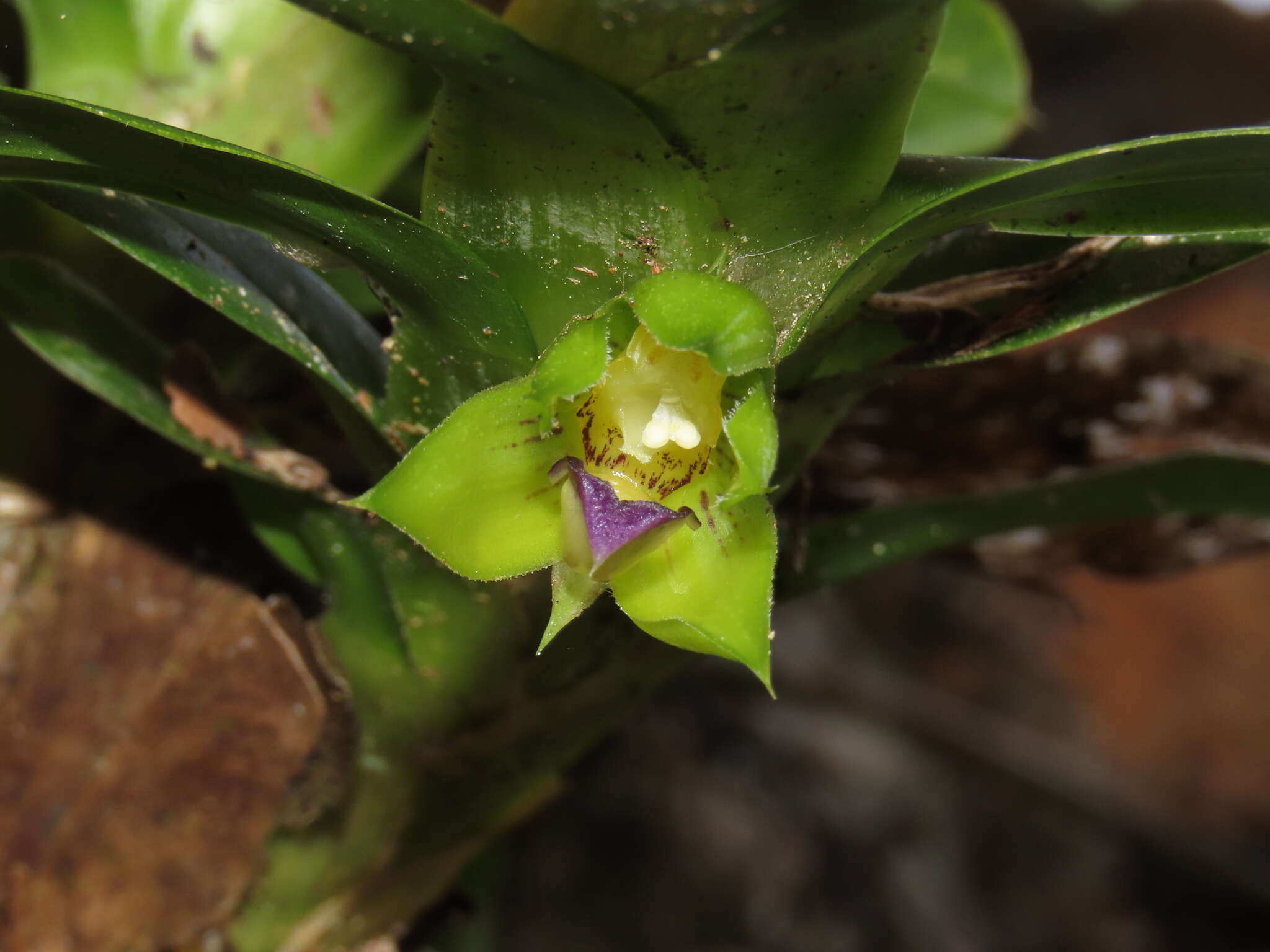 Dichaea morrisii Fawc. & Rendle的圖片