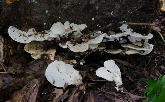 Image of Loweomyces fractipes (Berk. & M. A. Curtis) Jülich 1982