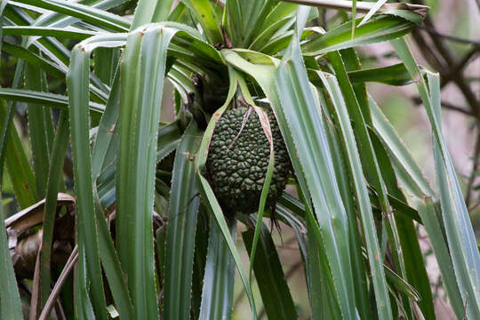 Image of Tahitian screwpine