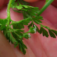 Imagem de Chaerophyllum procumbens (L.) Crantz