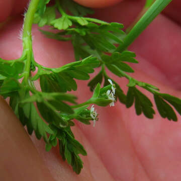 Image of spreading chervil