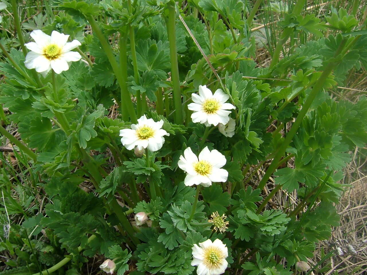 Image of Callianthemum isopyroides (DC.) Witasek