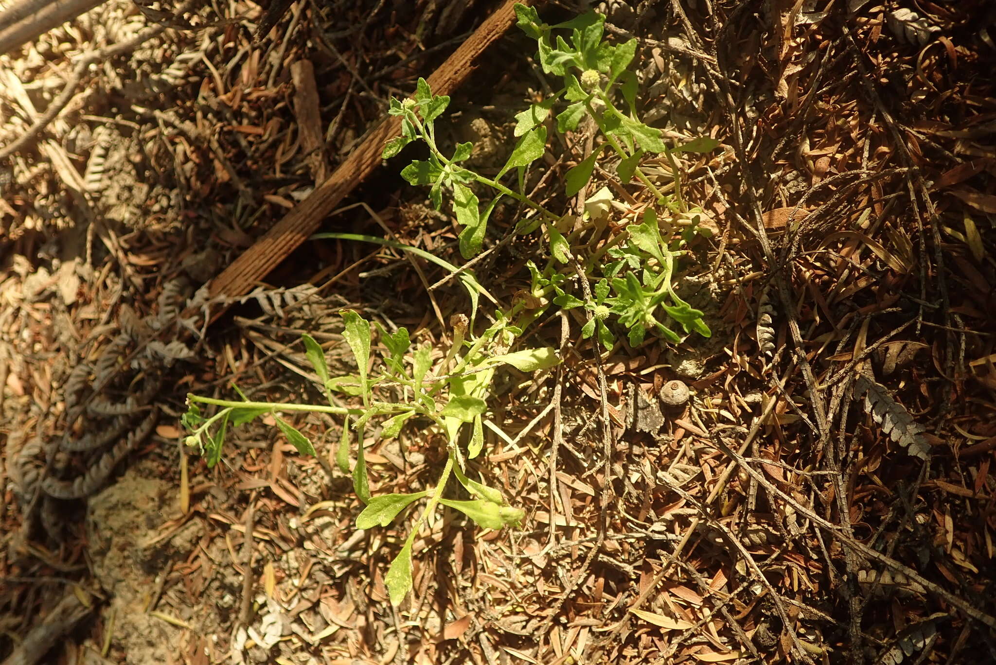 Image of Centipeda minima subsp. minima