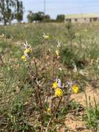 Слика од Nemesia cheiranthus E. Mey. ex Benth.