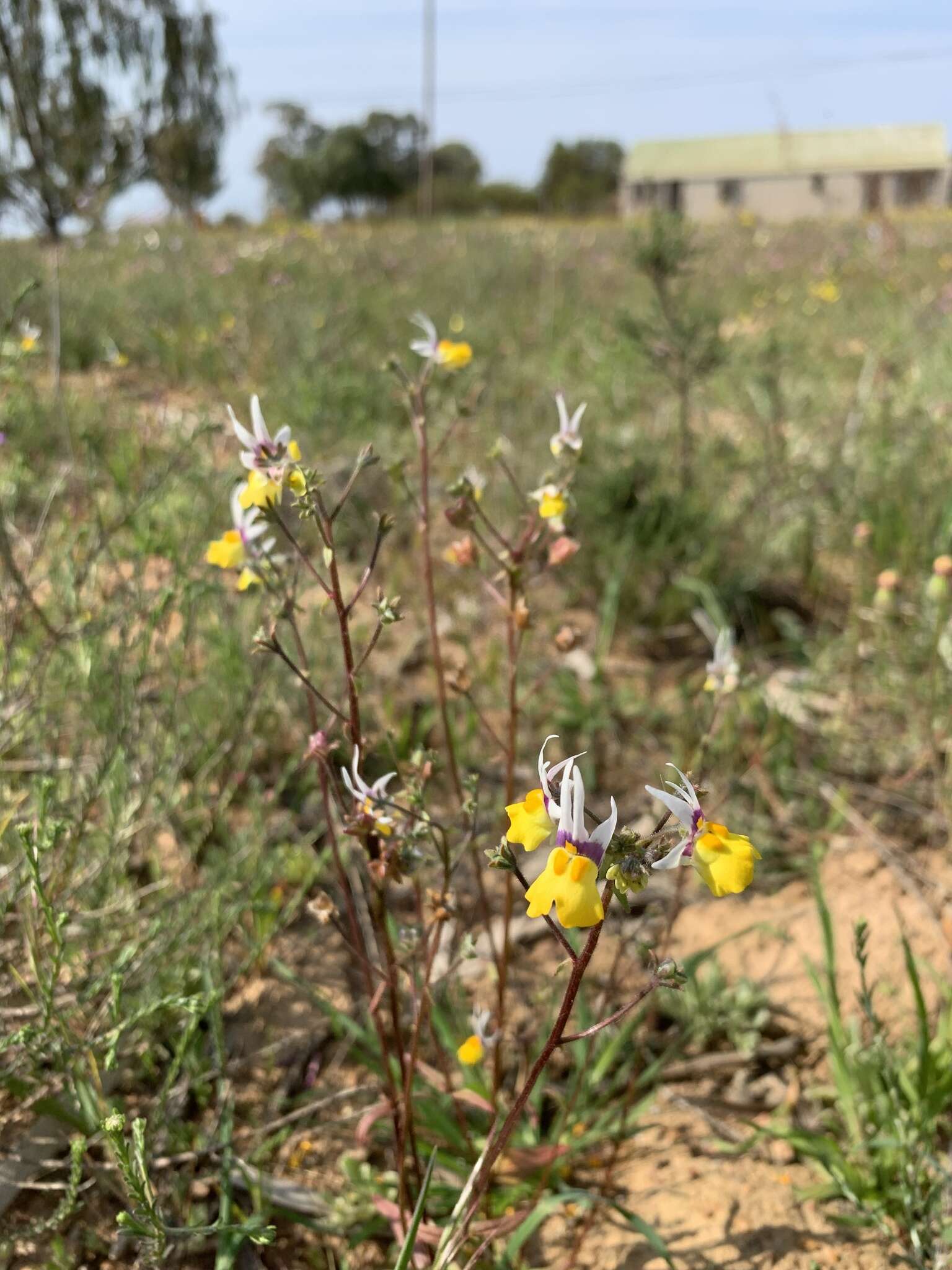 Слика од Nemesia cheiranthus E. Mey. ex Benth.